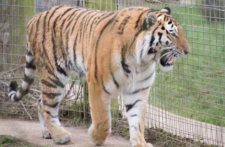 16729861706_b6fe963b6c_k